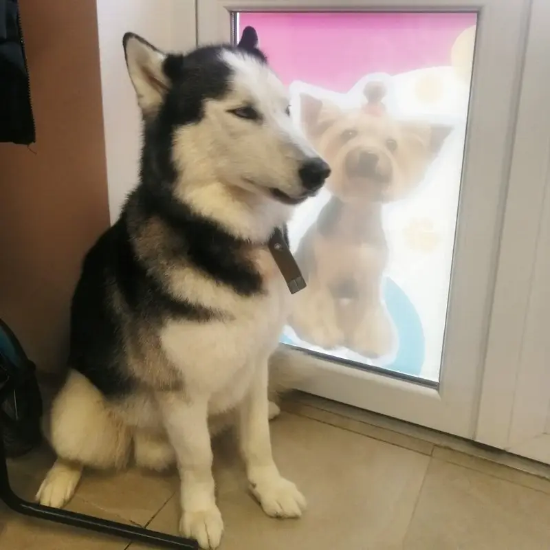 Груминг-салон Балун