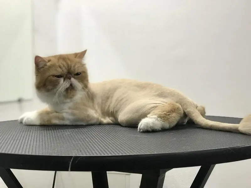 Студия груминга Bomondgroom