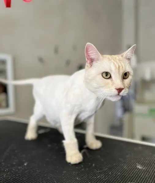 Груминг-студия Paws