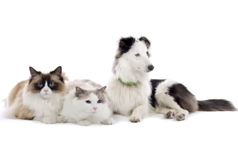 Ковчег, ветеринарная клиника