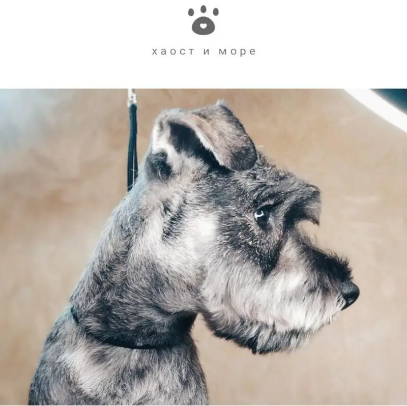Груминг-студия Хвост и море