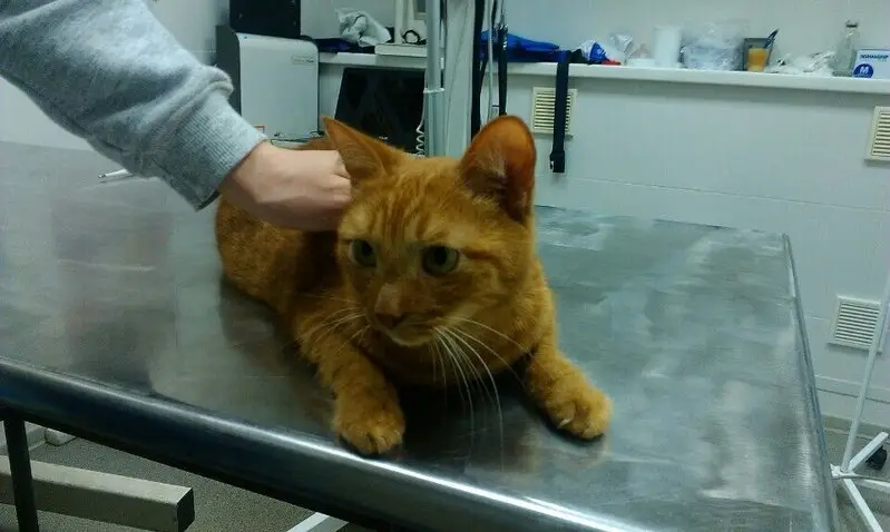 Барс, ветеринарная клиника