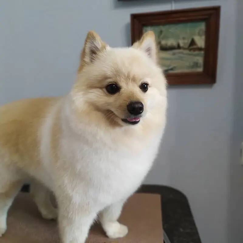 Зоосалон Аф-studio