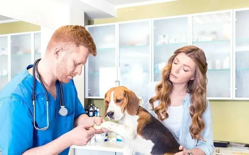 Лекарь, ветеринарная клиника