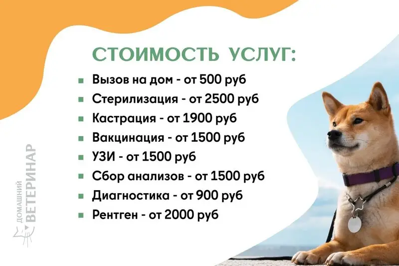 Ветеринарная служба Домашний ветеринар в Наро-Фоминске