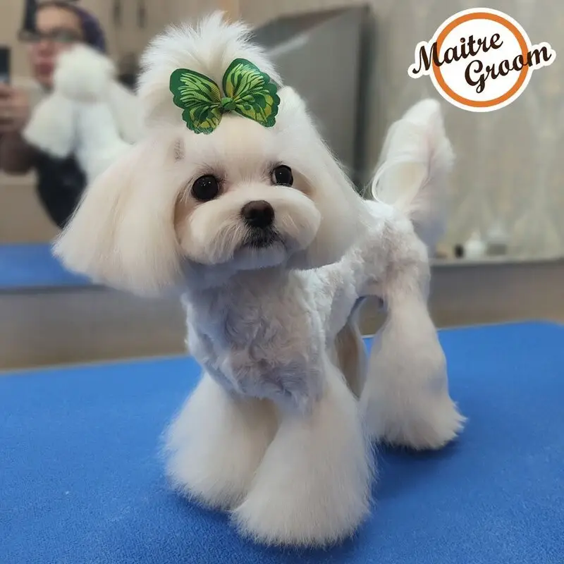 Зоосалон Maitre Groom на Профсоюзной улице