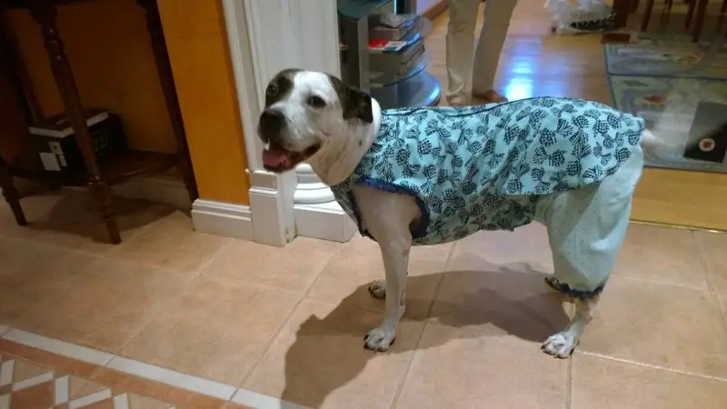 Зоопарикмахерская SpbDog на проспекте Энгельса