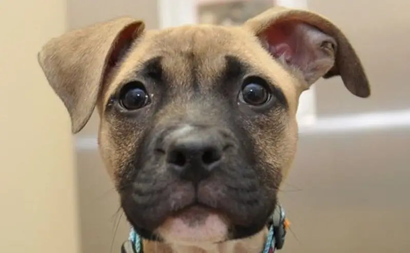 Питомец, ветеринарная клиника