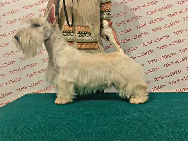 Груминг-салон Союз