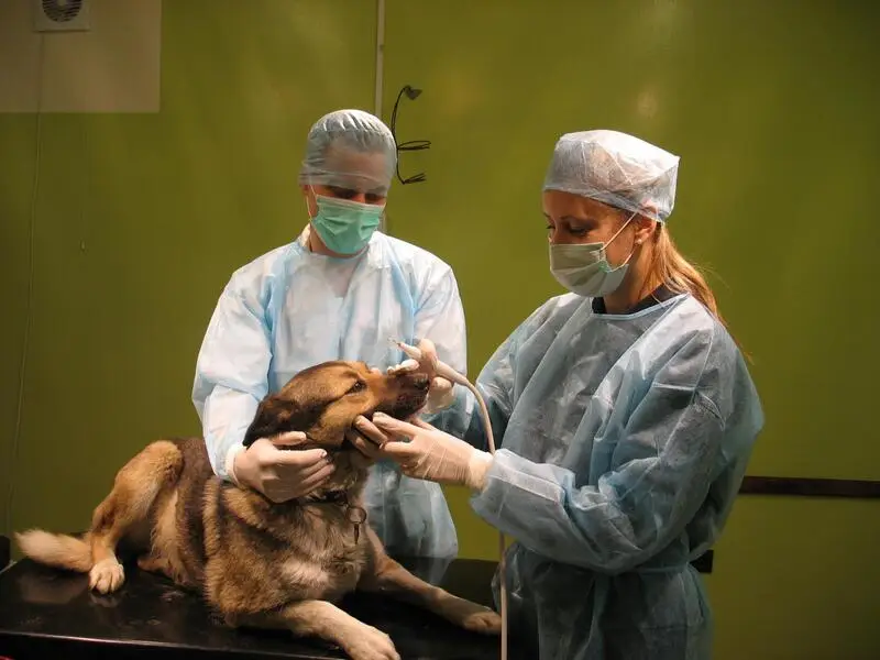 Ветеринарная клиника Агат