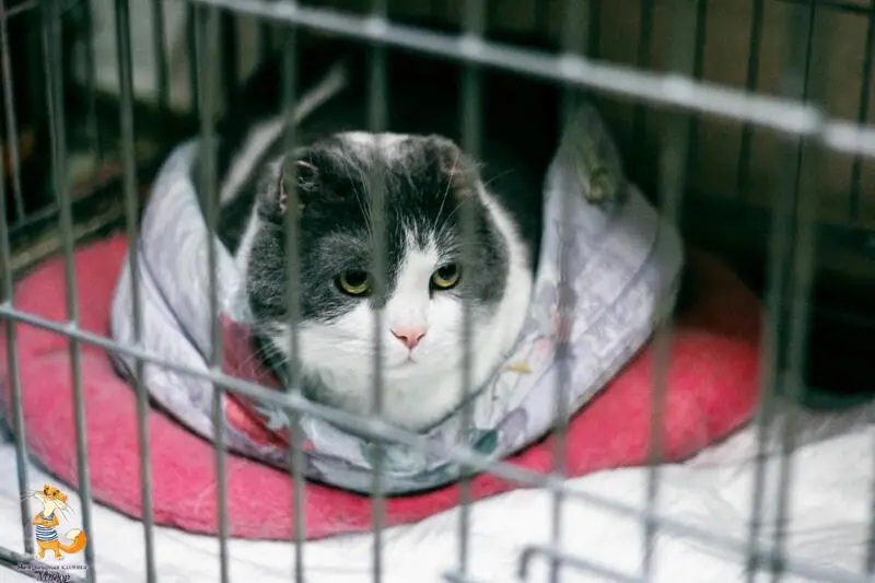 Пума, ветеринарная клиника