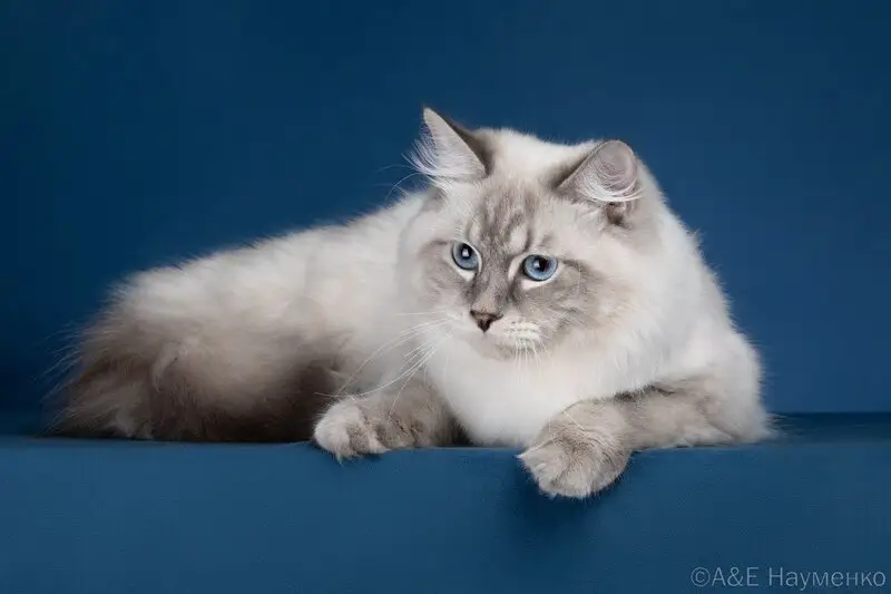 Питомник кошек Планета Барсов