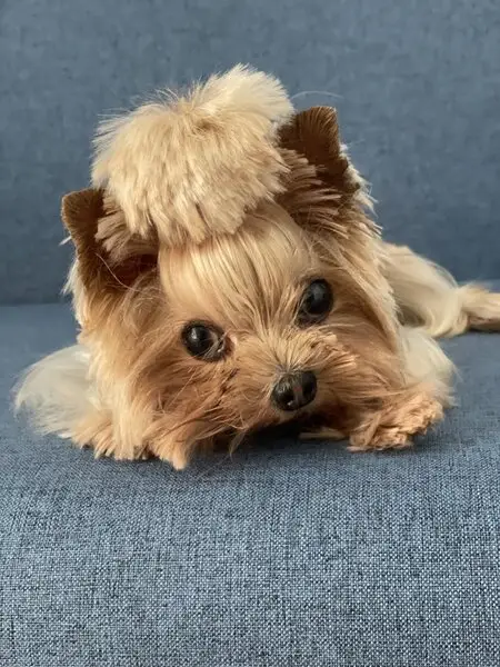 Груминг-студия Скуби Дог