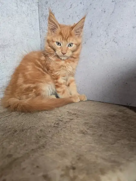 Зооцентр Leoruss