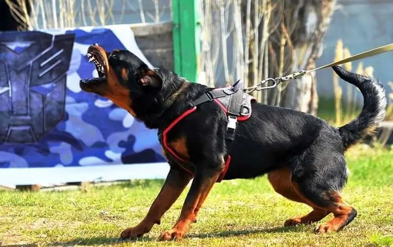 Питомник собак Флай Флау