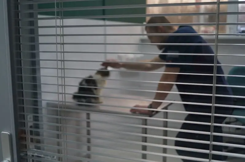 Dr.Vetson, ветеринарная клиника