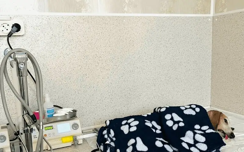 Игуана, ветеринарный центр