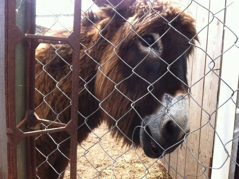 Питомник Птичий дворик