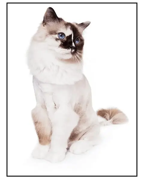 Салон Грумвиль