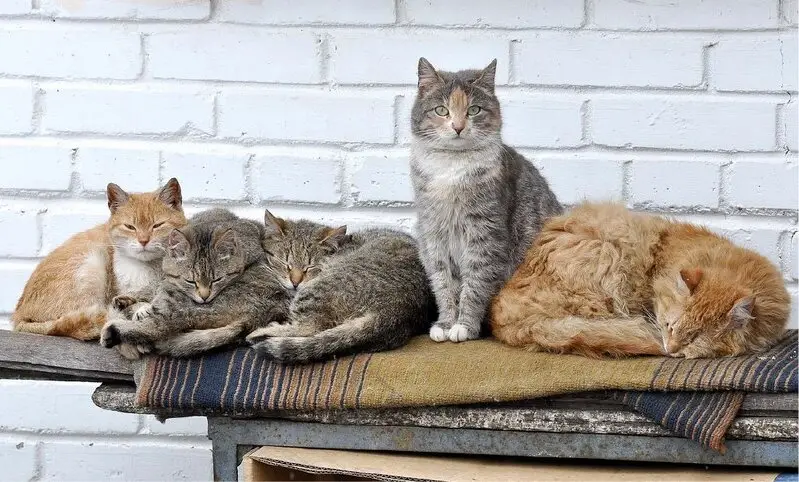 Альмавет, ветеринарный центр