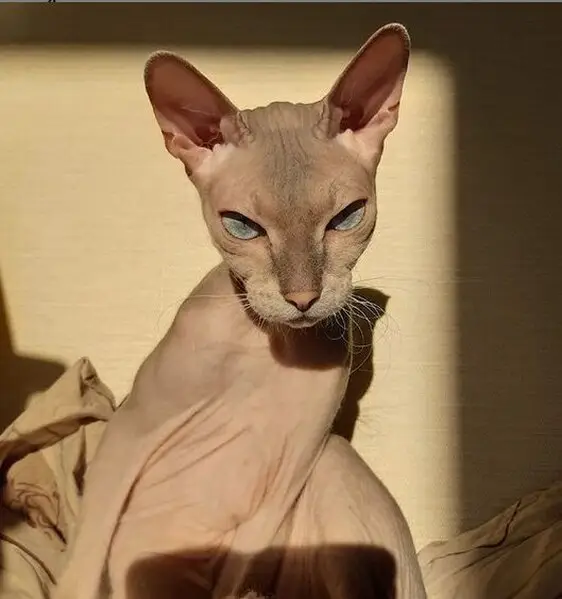 Феликс, ветеринарная клиника