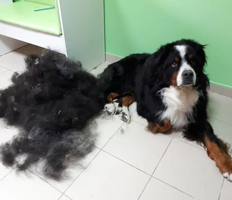 Зоосалон Боня и Соня