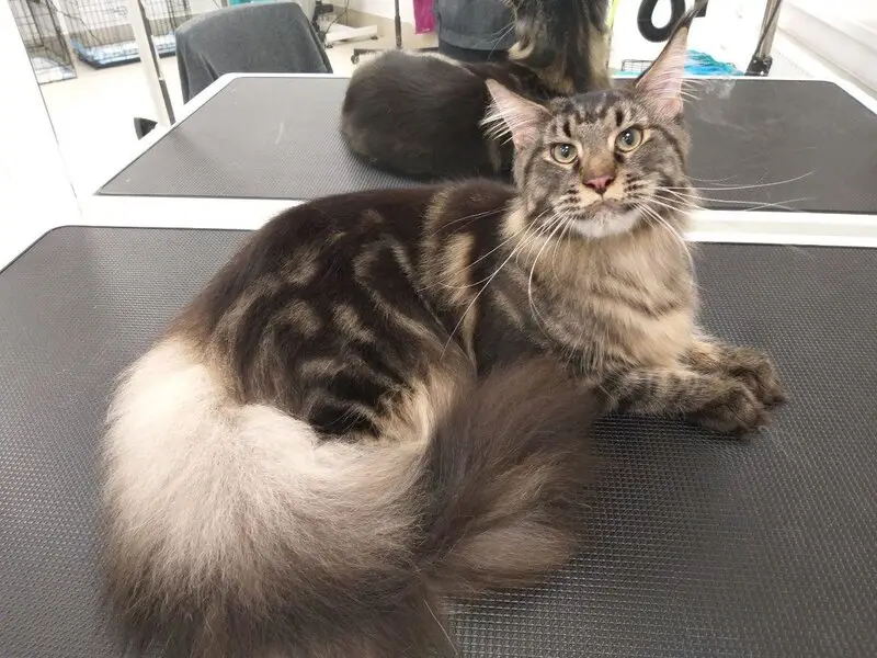 Зоосалон ГавВанна