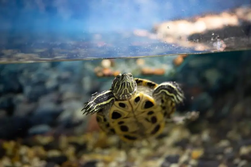 Челси, ветеринарная клиника