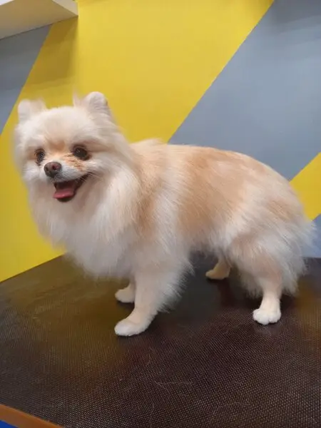 Груминг-центр Лапа моя