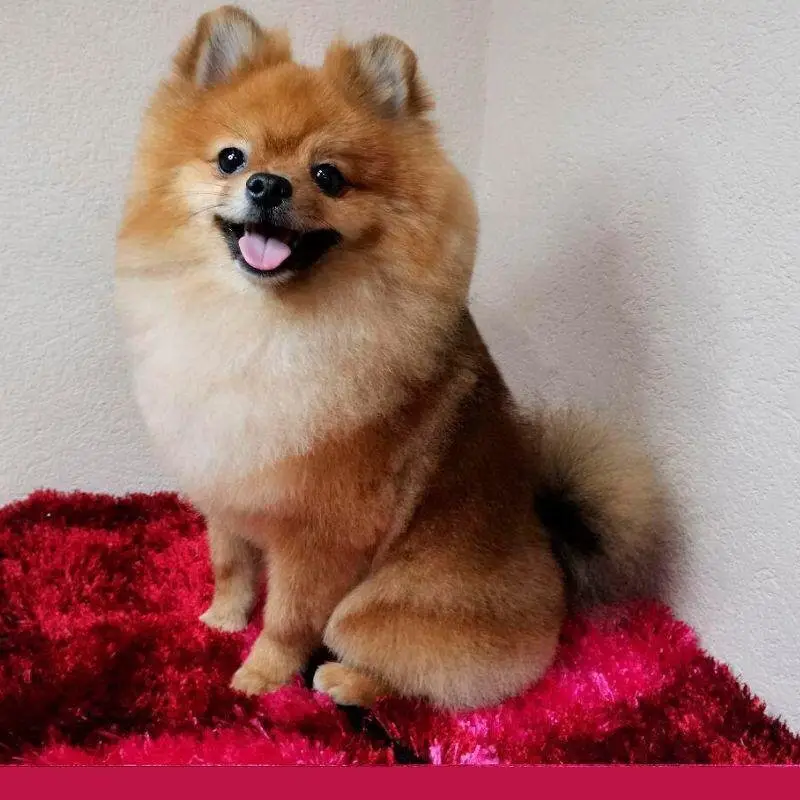 Зоосалон Пушистые лапки