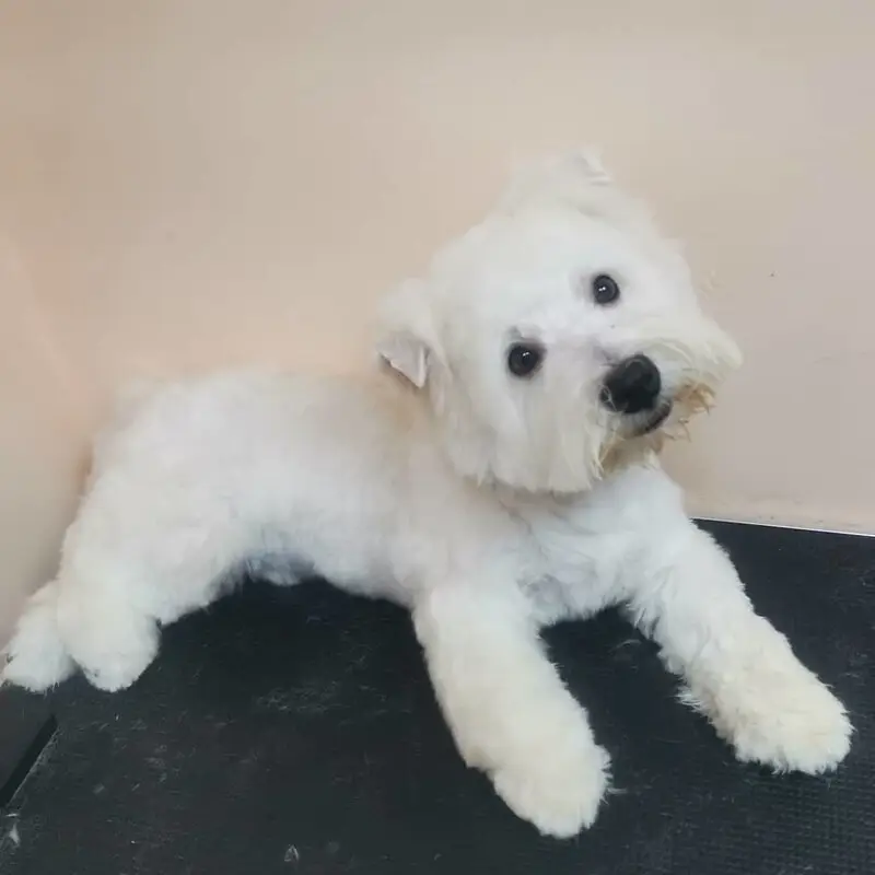 Зоосалон Маркиз