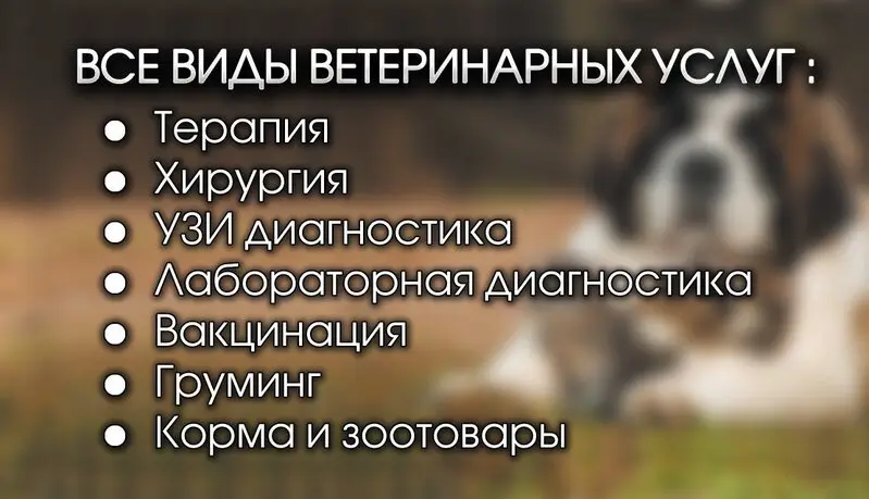 Сенбернар, ветеринарная клиника