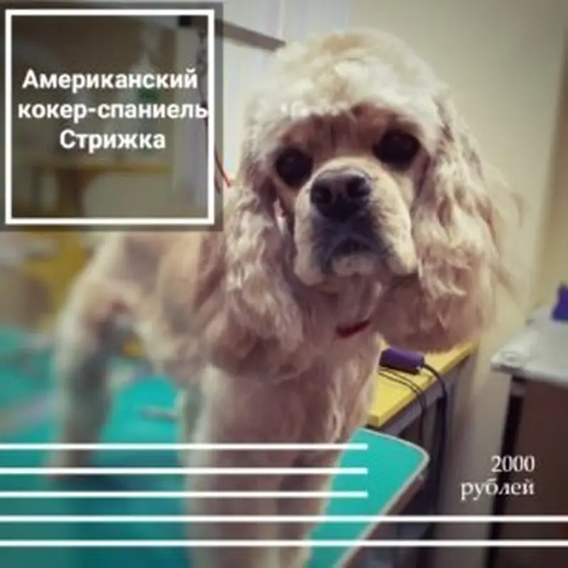 Зоосалон Groomerpet на Советской улице, 20/35 в Электростали