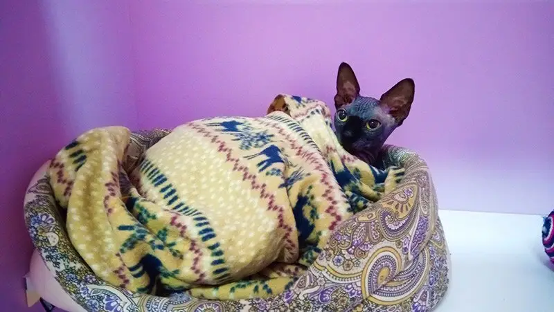 Гостиница для кошек Cat Lounge на Южнопортовой улице