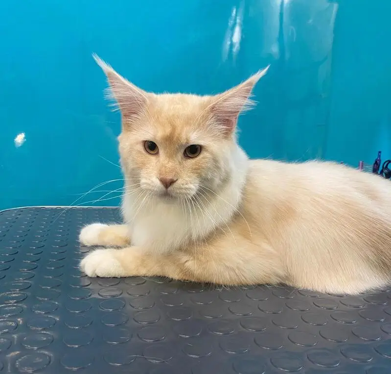 ЗооСалон Кабоська