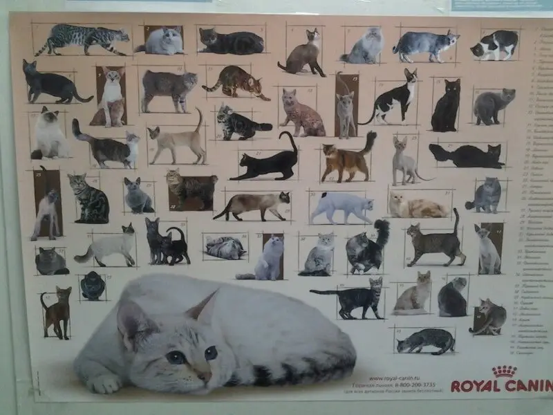 Иветас, ветеринарная клиника