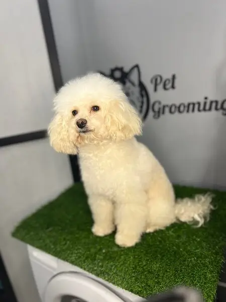 Зоосалон Zoostars