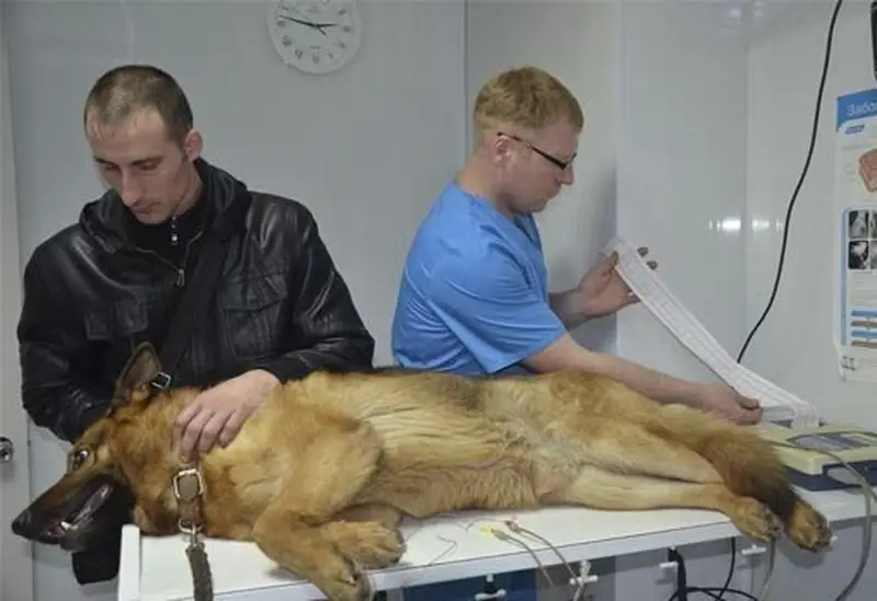 Панацея, ветеринарный центр