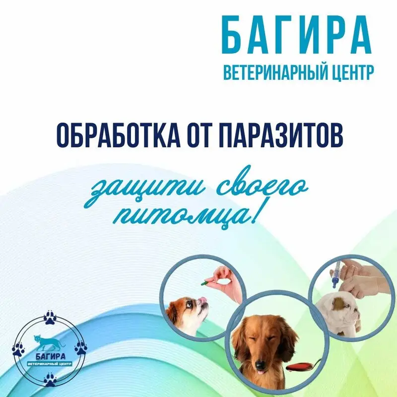 Ветеринарный центр Багира на улице имени Евдокии Бершанской, 311/4