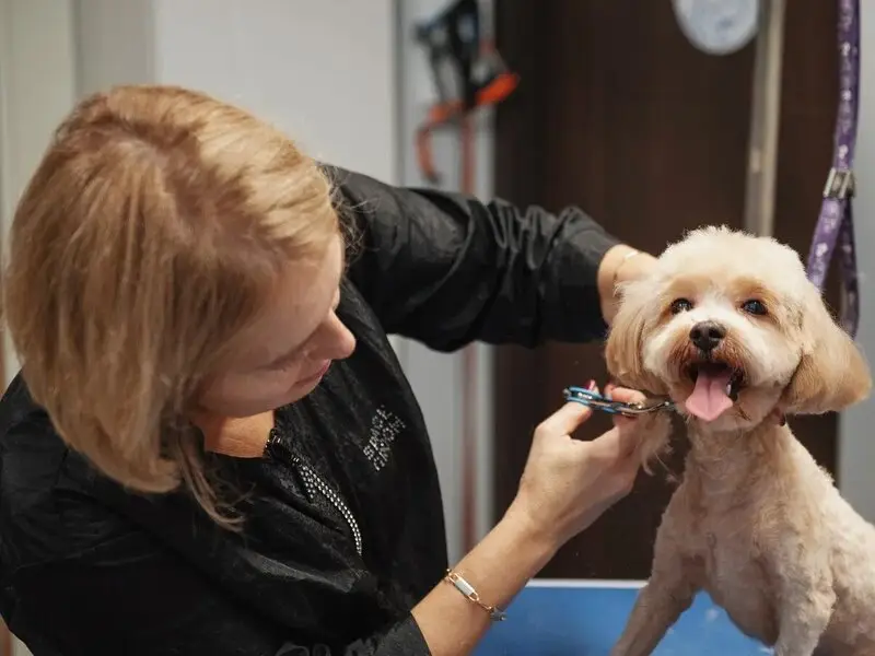 Зоосалон Animal SPA на Новой Риге