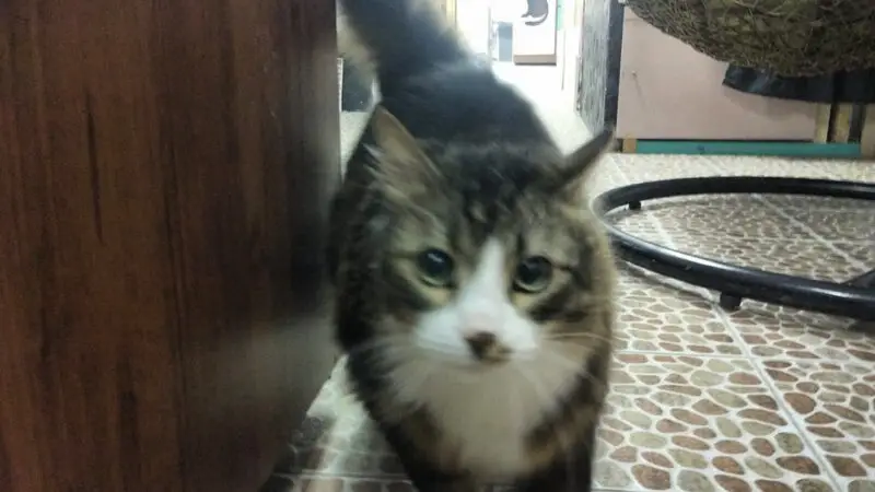 Зоогостиница для кошек Киски и миски на 4-й линии, 74