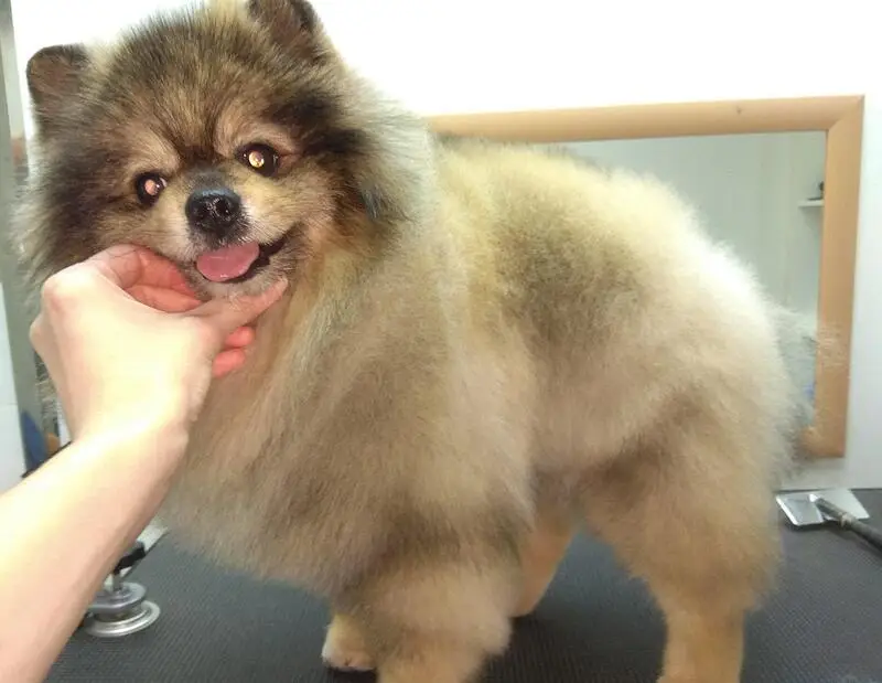 Зоосалон Белый Оникс