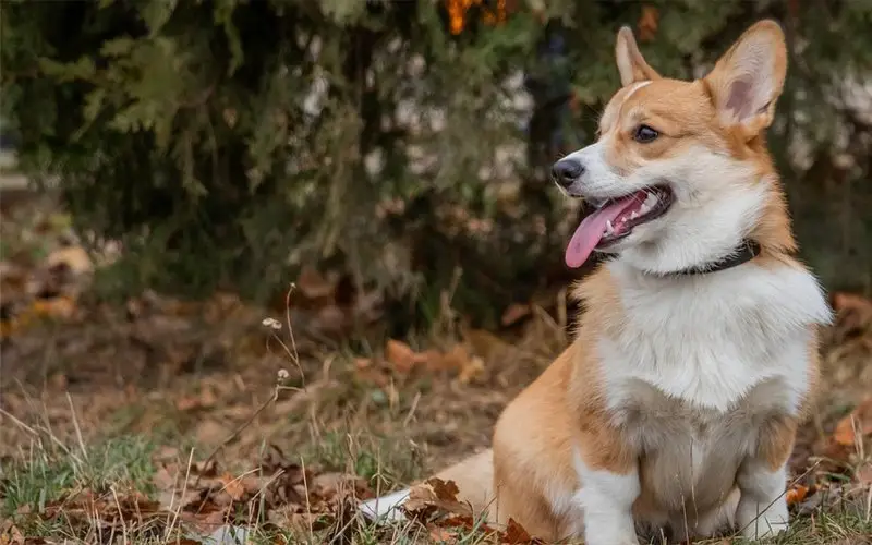 Симба, ветеринарный центр