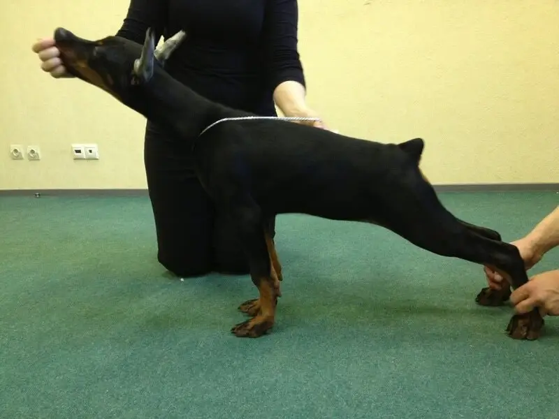Зоосалон PARADOGs на улице Татищева