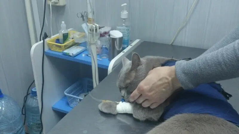 Ветеринарный кабинет