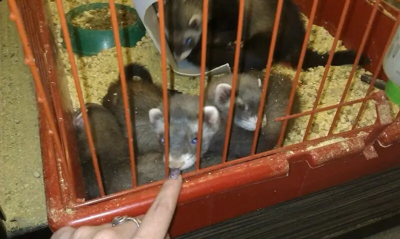 Зоомагазин ZooCity