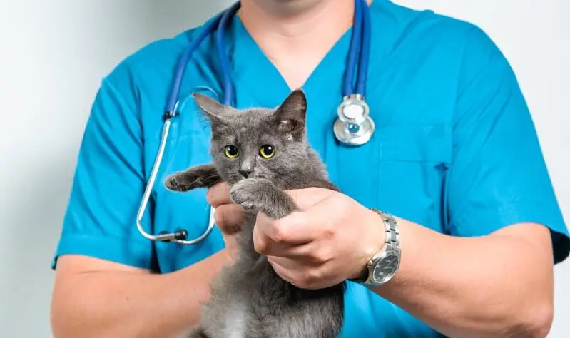 Пульс, ветеринарная клиника