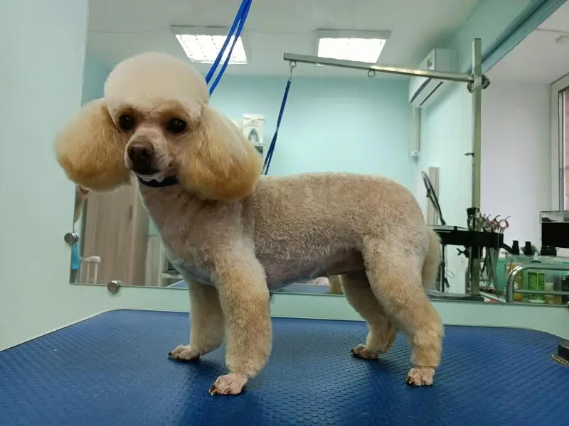 Зоосалон Белый пудель