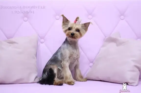 Зоосалон Groomstar на проспекте Будённого