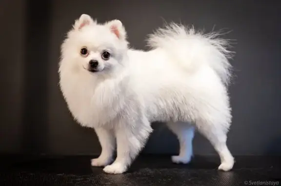 Груминг салон Sleek на улице Бабушкина